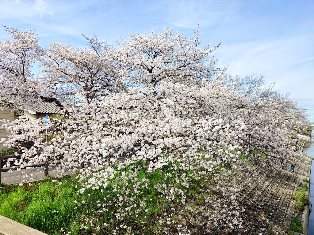 グレイ・ヨッシー tweet media