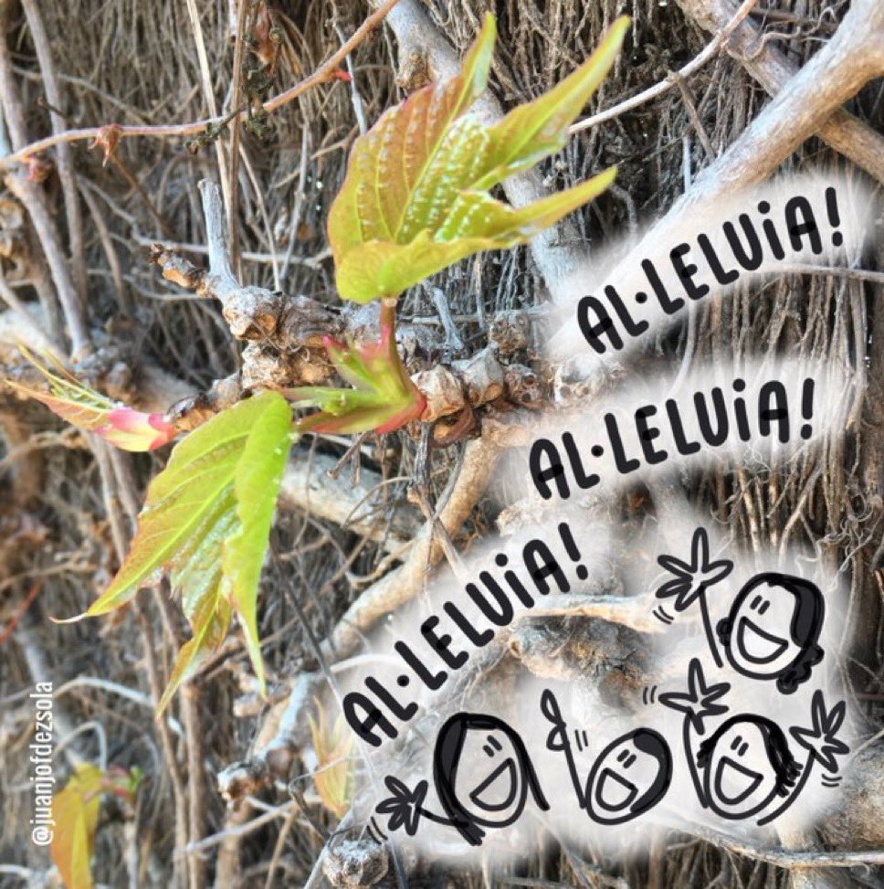 juanjofdezsola's tweet image. #PasquaAlTeuVoltant 
#DiumengeDeGlòria

No hi ha nit tan fosca
que no acabi amb un matí.
La Vida s'obre camí:
celebrem-ho!

#VisualThinking #Pasqua
#SetmanaSanta
#Resurrecció