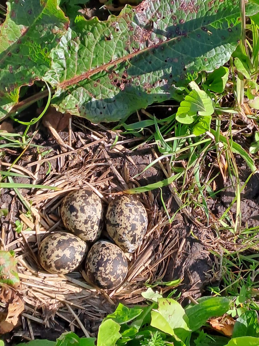 HenkBrinkDr's tweet image. Inmiddels zijn er op ons land alweer een aantal nestjes kievitseieren gevonden, jammer dat 90% de eindstreep niet haalt, dit door predatie. Maar wat maken we ons druk om de weidevogels. Wij zullen er zuinig op zijn.