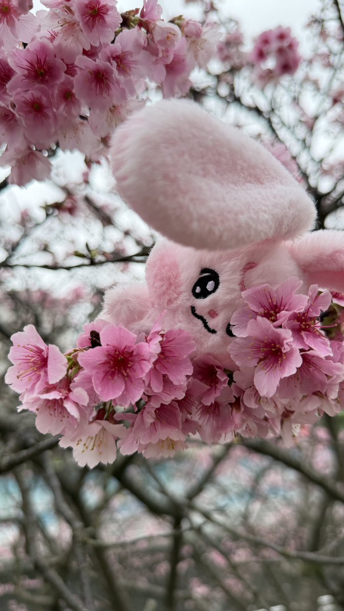 🍑🐶큥베비✨ tweet media