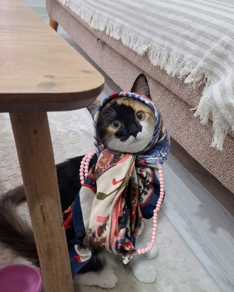 No Cats No Life tweet media