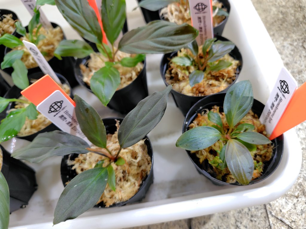 AQUA FORTUNE tweet media