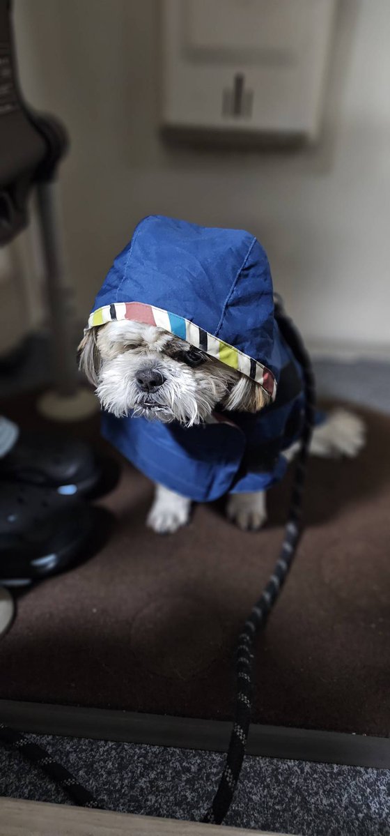 Moonz0610's tweet image. SHOWBOAT到着！
と思いきや、16時から開くようで、どうしようかなぁとショボンとしております。
雨の日の散歩で、雨具を着せられてテンション下がった、実家の犬みたいな心境になっております。
#高円寺 
#SHOWBOAT 
#シーズー