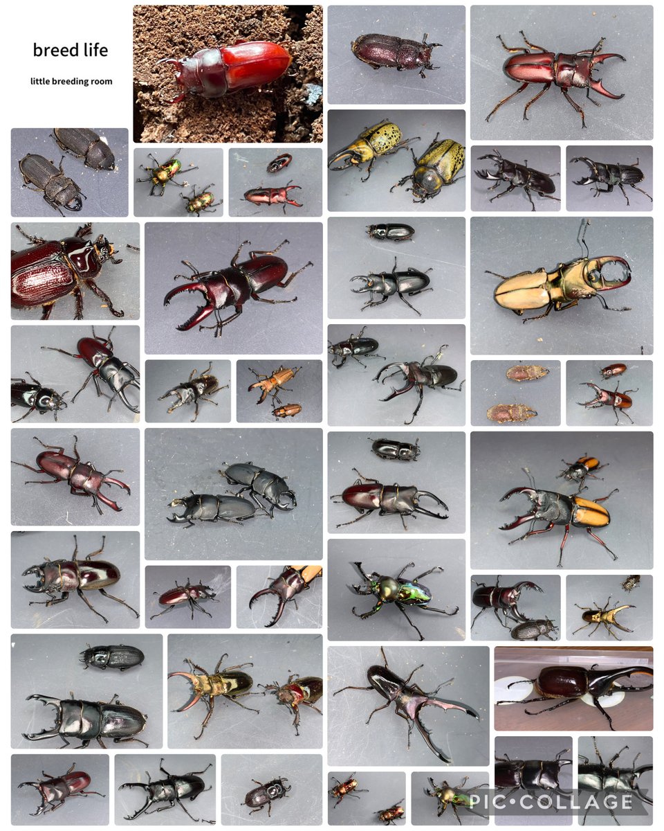 breed life tweet media