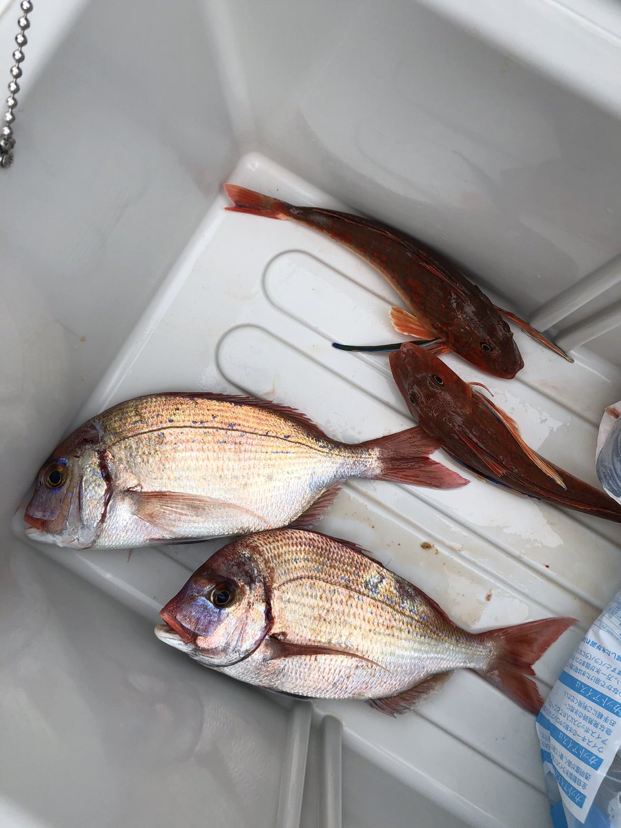 今日の伊勢湾ジギングは
でか虎、チダイ、ホウボウ。
一日中タイラバという楽な釣りでした。