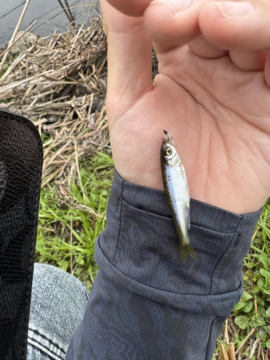 鸜雉（鳞翅目・蜻蜓爱好者・假蝇钓鱼） tweet media