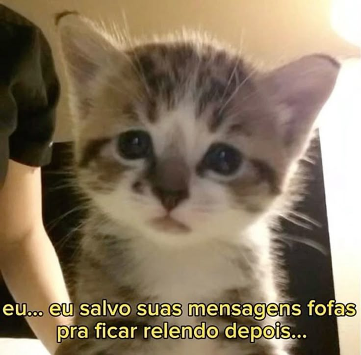 perfil dedicado a gatinhos e peitos tweet media