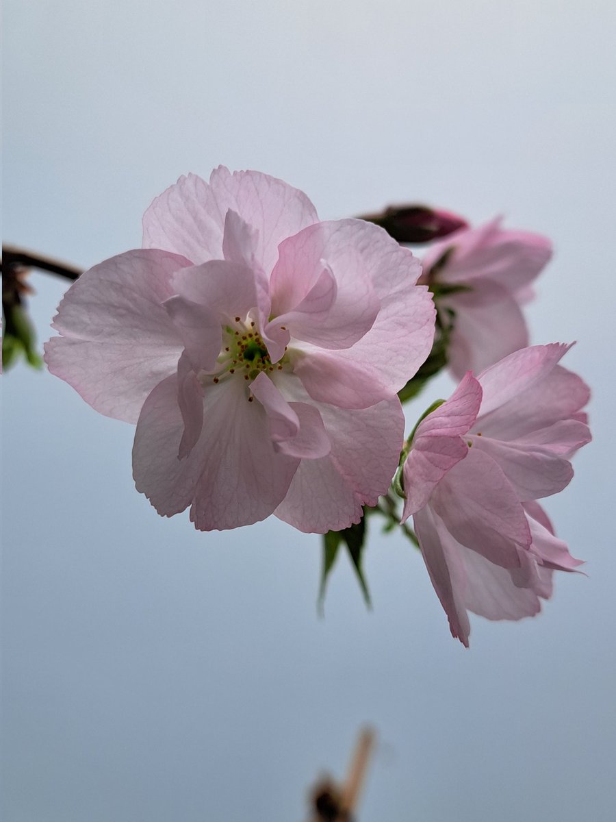 牧内ももこ tweet media