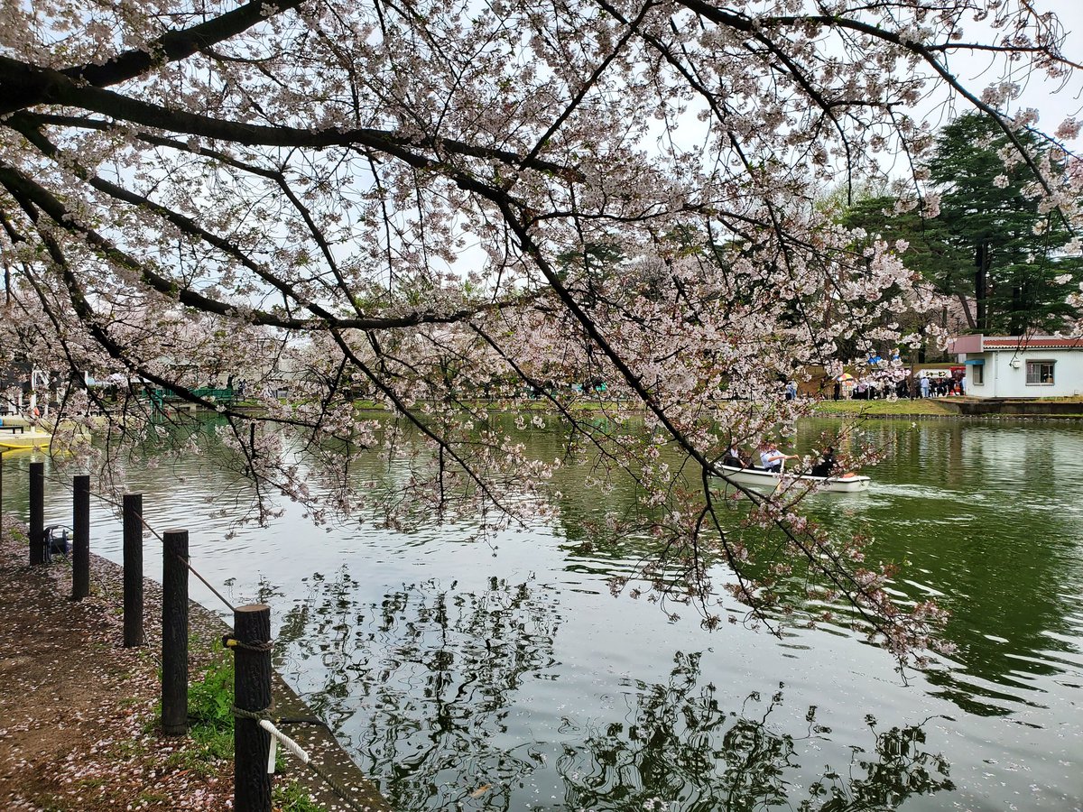 らいとにんぐ🌸🐍🖤🍄🌟🐾🐱📚🔎☦︎︎🩸☦︎︎🐶❇️ tweet media