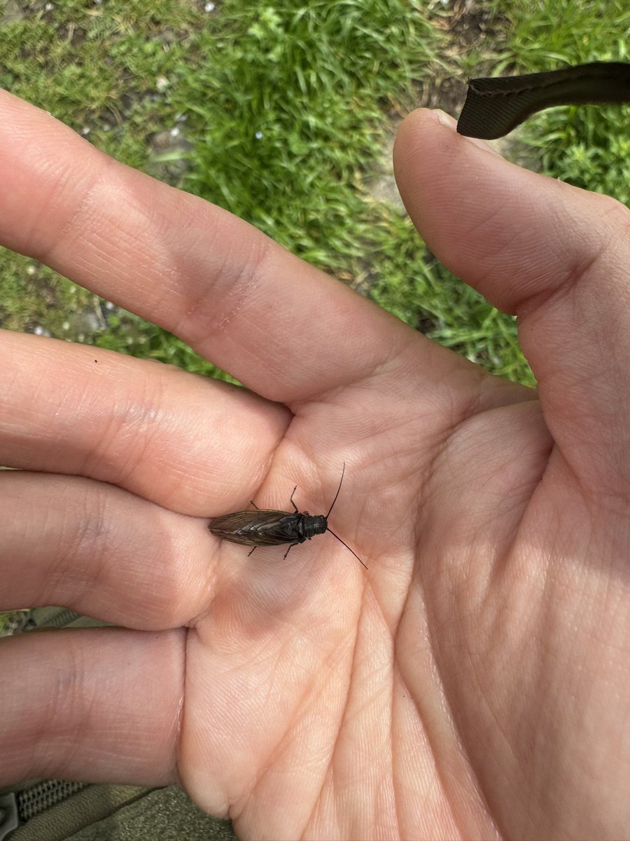 鸜雉（鳞翅目・蜻蜓爱好者・假蝇钓鱼） tweet media