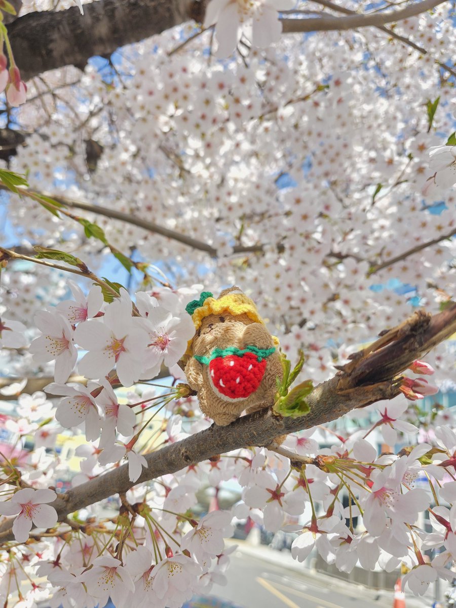 StarsHello420's tweet photo. 🌺 다다와 꽃구경 🌸 https://t.co/snLEwtzMMv