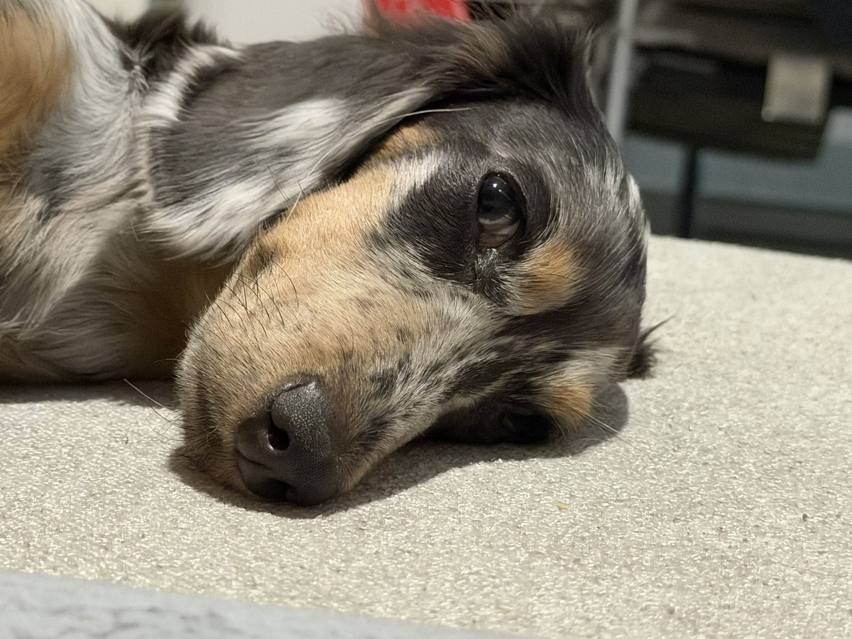 bibrii's tweet photo. 🌭💛 https://t.co/U7UllzN4Nn