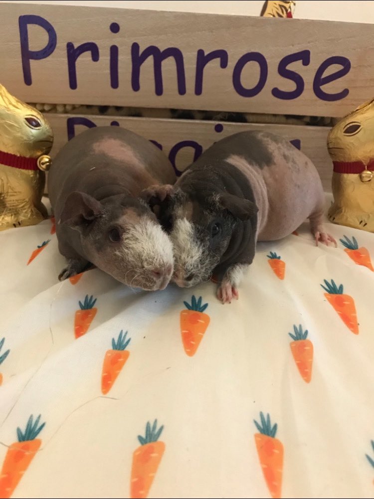 primrose piggies sanctuary tweet media