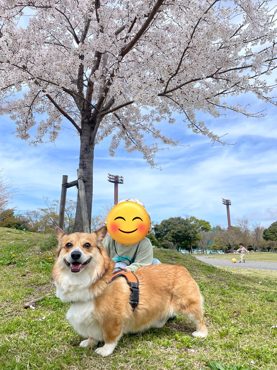 コーギー🦊こむぎ🦊♀さん tweet media