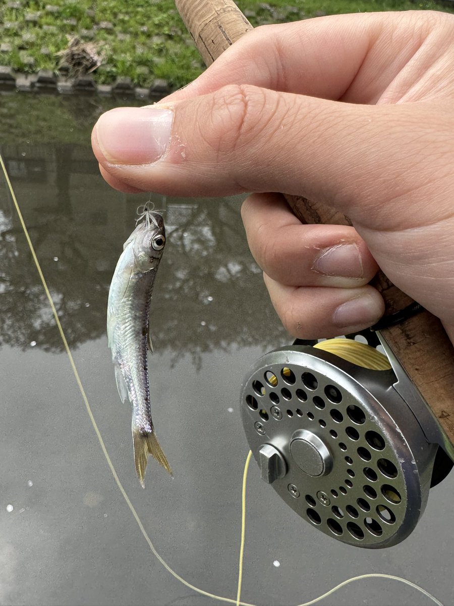 鸜雉（鳞翅目・蜻蜓爱好者・假蝇钓鱼） tweet media