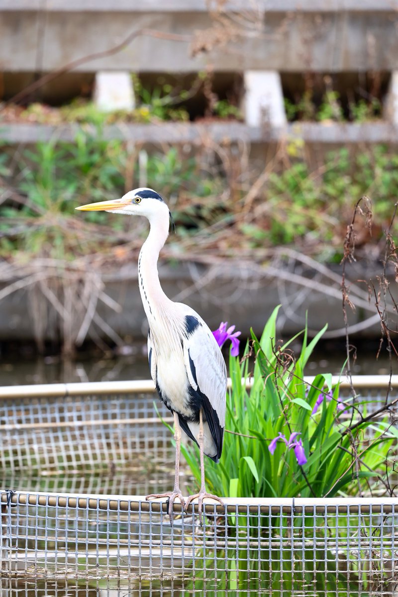 ニラオ tweet media