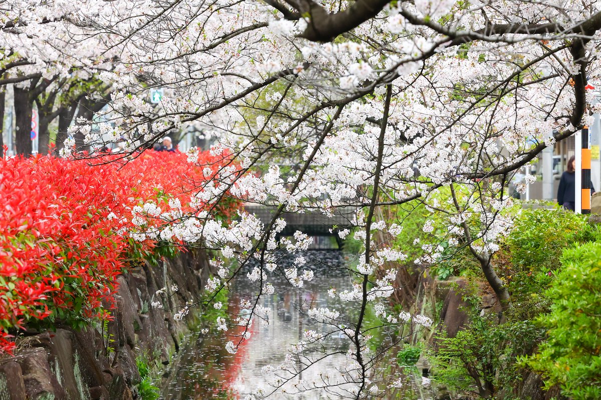 ニラオ tweet media