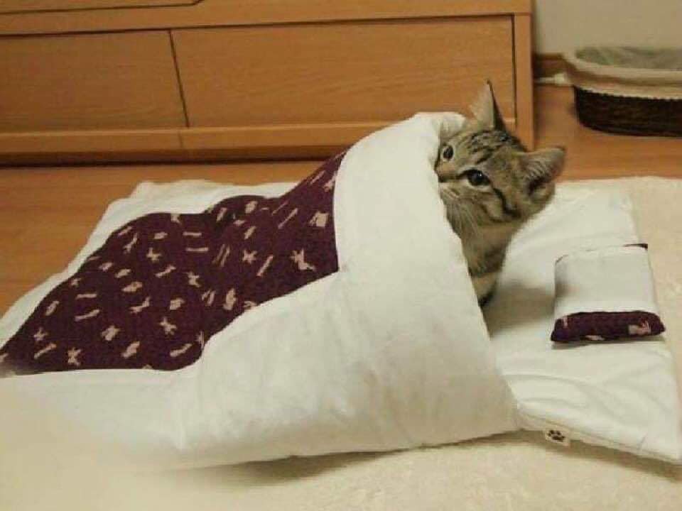 Denizbey tweet media