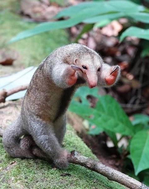 Von Based tweet media