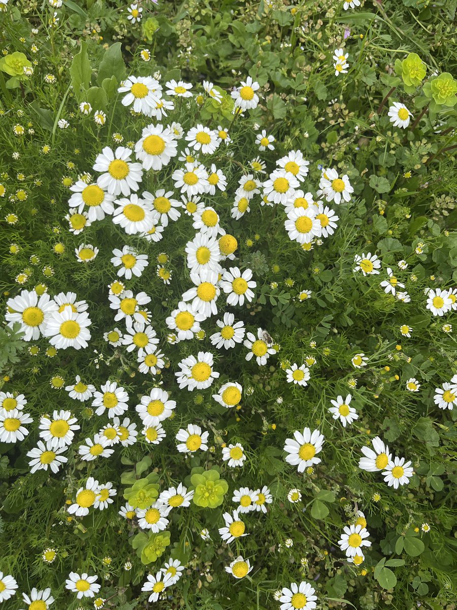 YureBerivan's tweet photo. After winter ,must come spring https://t.co/TA9GUGjoo3