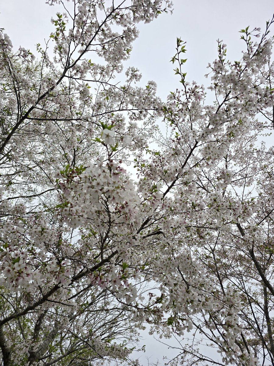 線香花火 tweet media