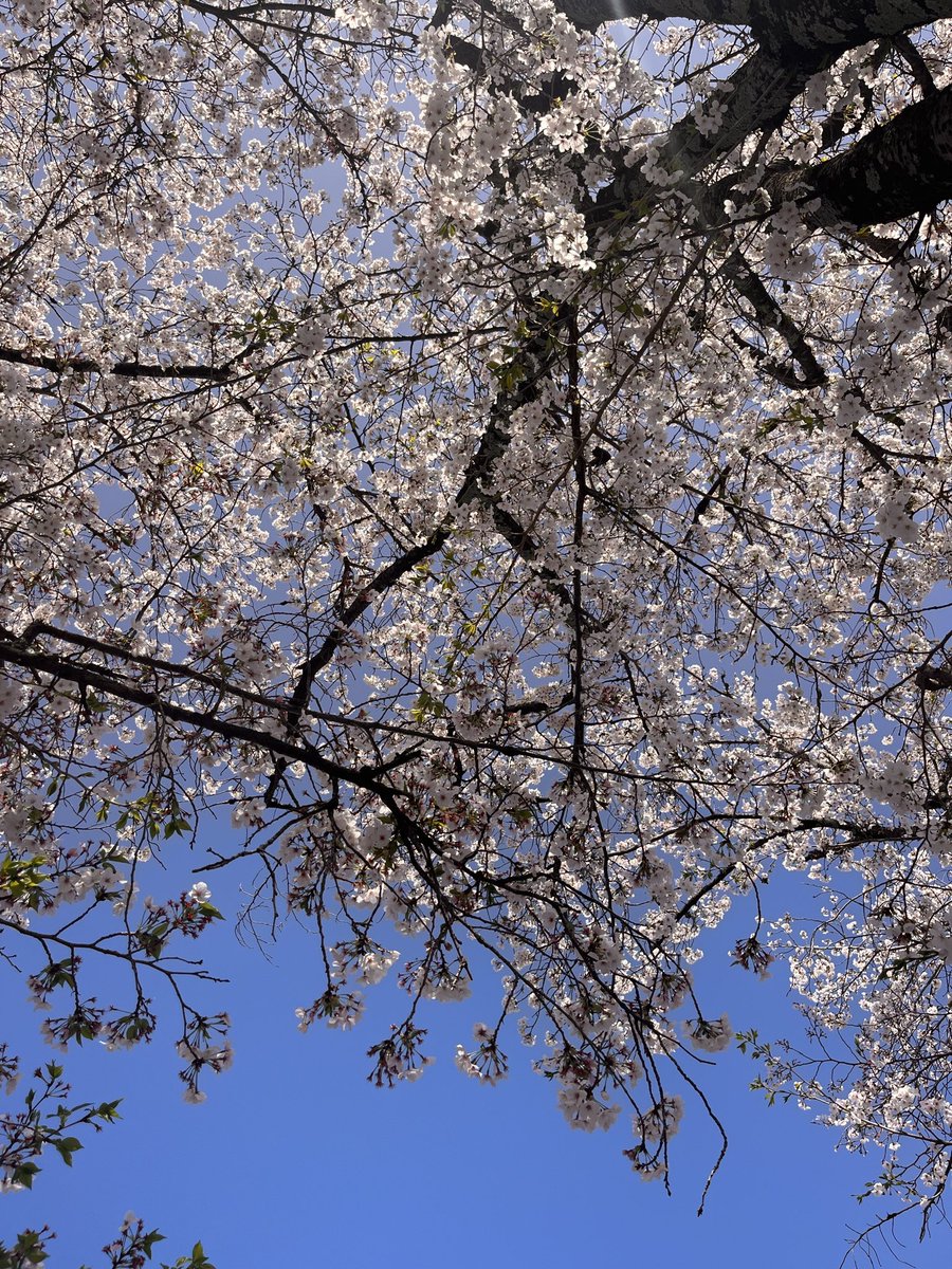 トッポ tweet media