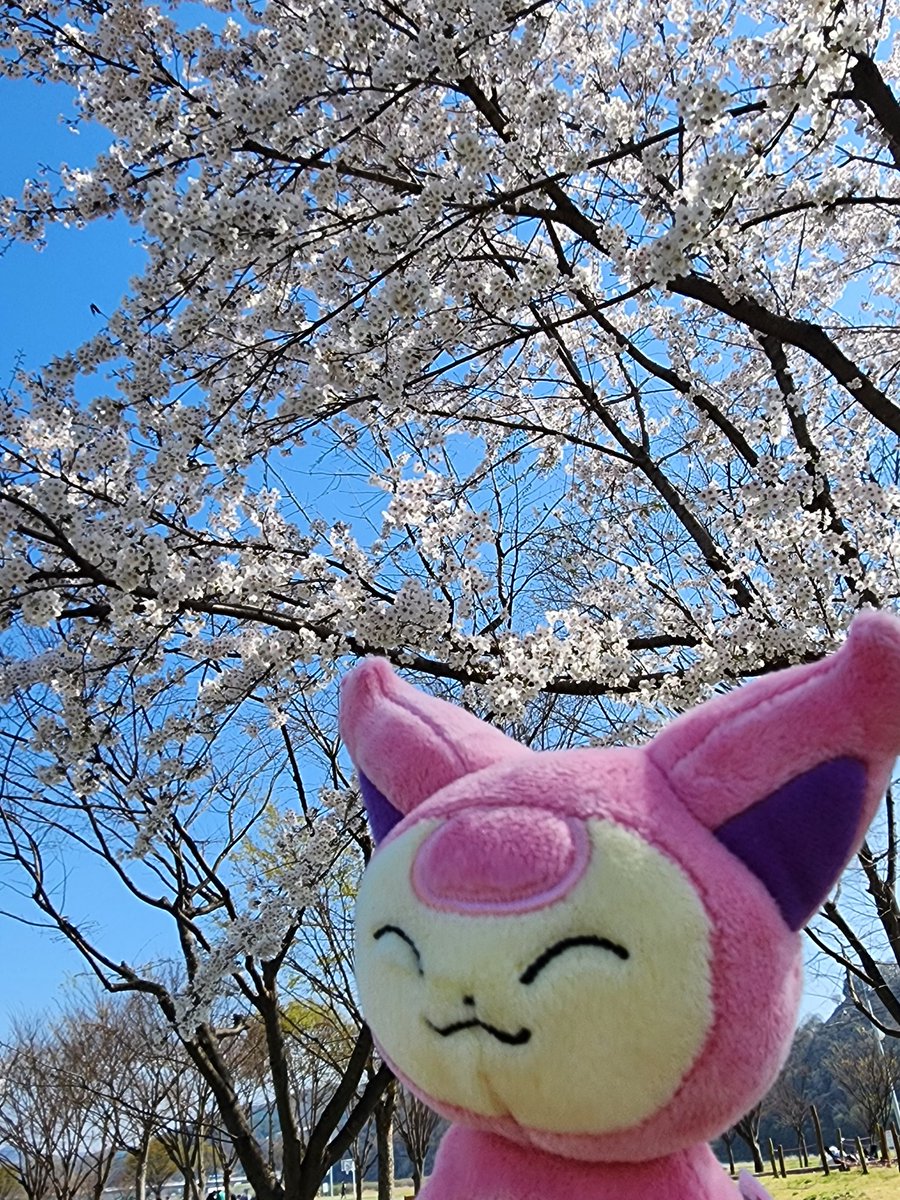 ine_volver's tweet photo. #포켓몬의_트레이너_산책
너무너무 귀여운 이벤트라 누워있다 벌떡 일어나서 파트너 데리고 나왔어요🥹
열심히 사진 찍었는데 에나비도 고양이라고 촬영에 많은 기술을 요해서 슬펏음
그래도 귀엽다... https://t.co/q0Rtq1o9kW