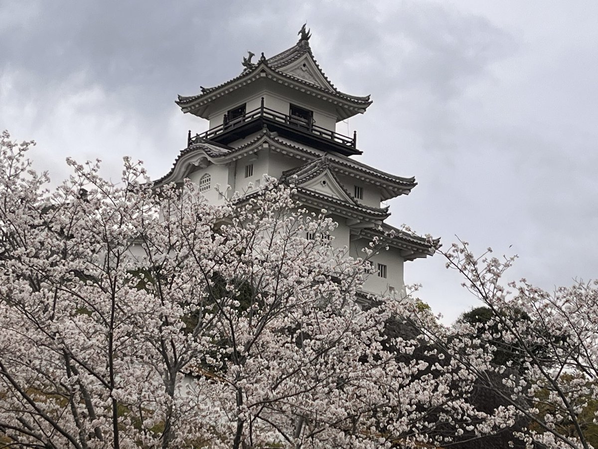 茶坊主 tweet media