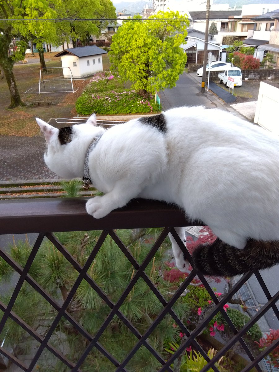 バニラ tweet media