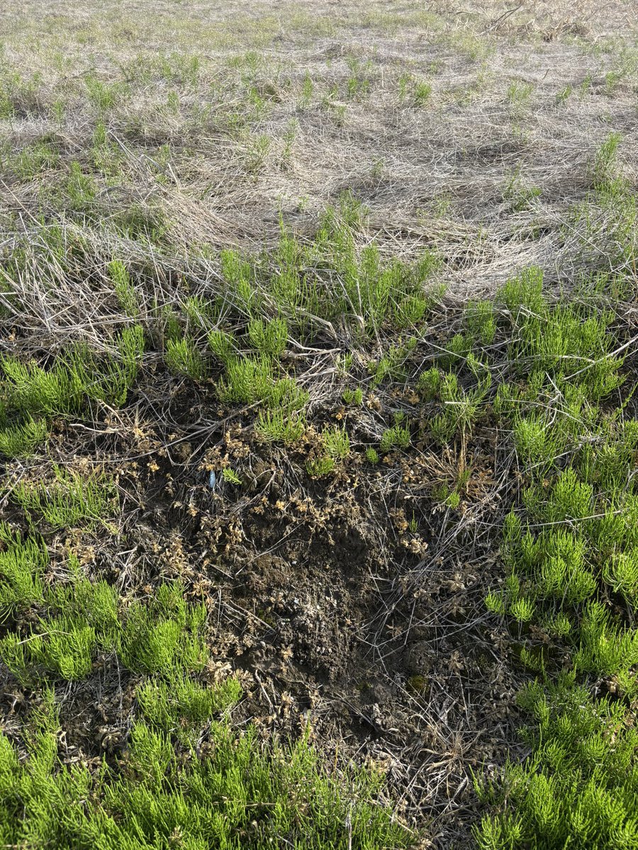 花やの女房 tweet media