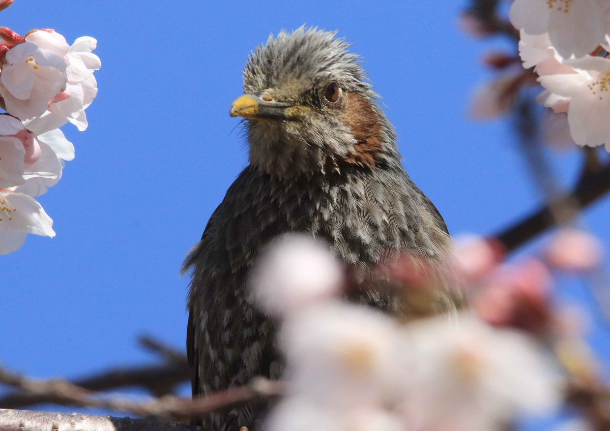 片柳弘史 tweet media