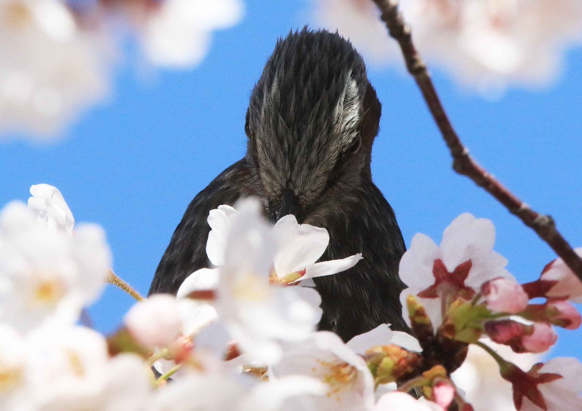 片柳弘史 tweet media