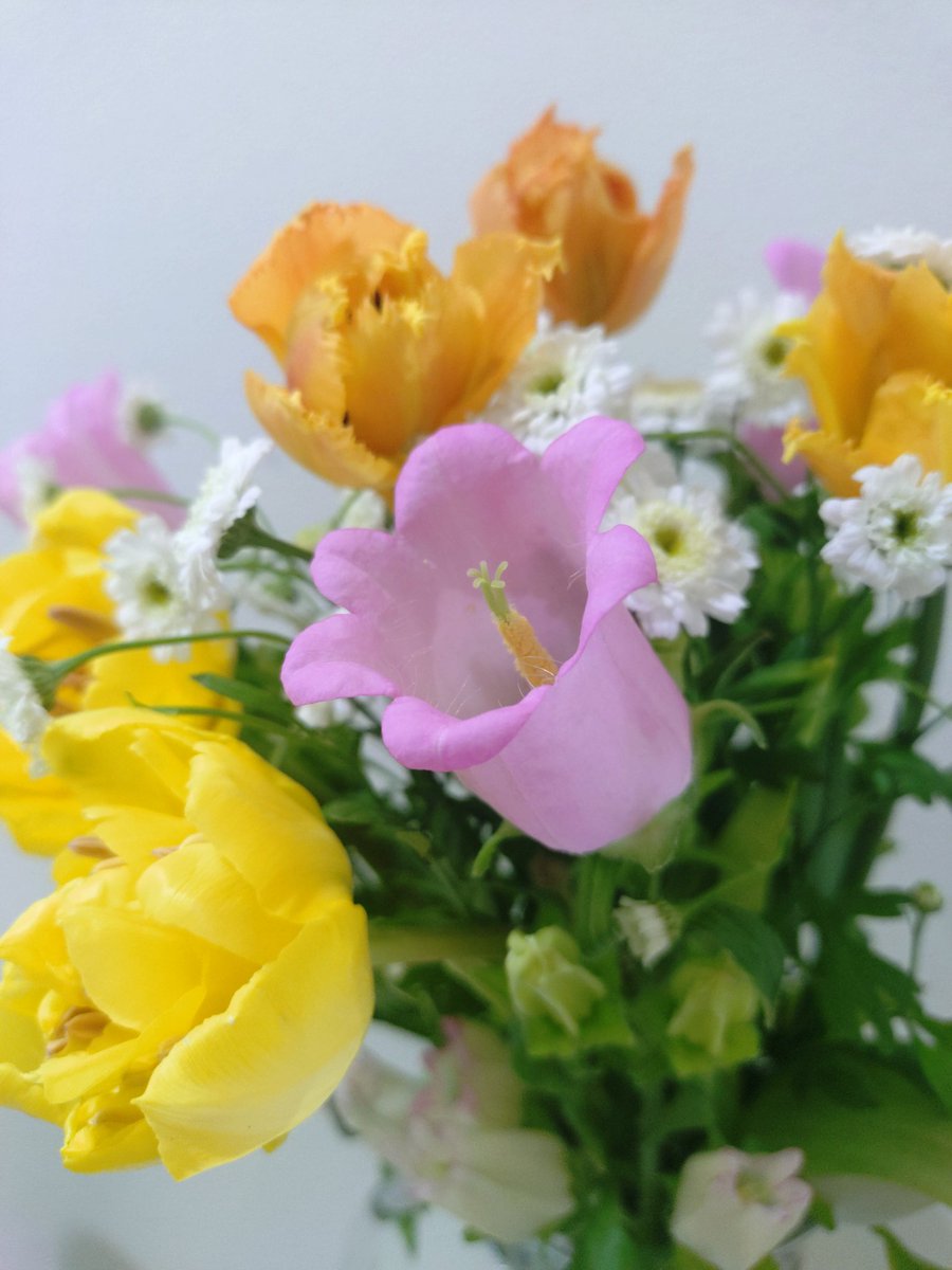 sawahomi's tweet photo. ミラフローラからお花が届きました☺️
3月半ばにふわふわミモザくるなんて💕と興奮した
4月最初は素朴な春って感じだけれどカンパニュラのフォルムと香りが好き〜☺️

相変わらず本好きにハマっていて、アニメも始まり興奮気味だけれどやっぱり皆書籍読んで🙏ハンネ新刊まで後少し https://t.co/CHqEbhE742