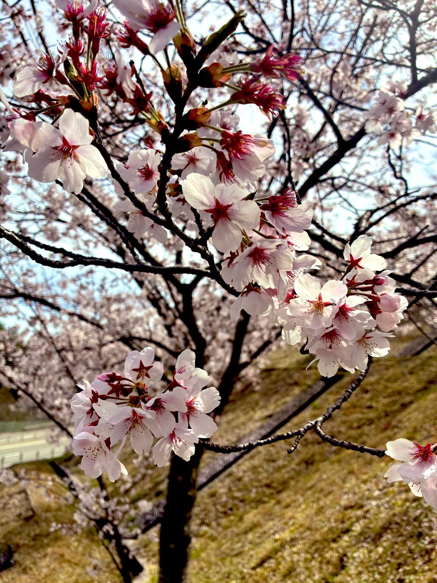 帰ってきたみきぼーちゃん！🎪 tweet media