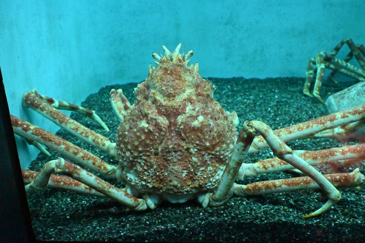 ゆーえぬ tweet media