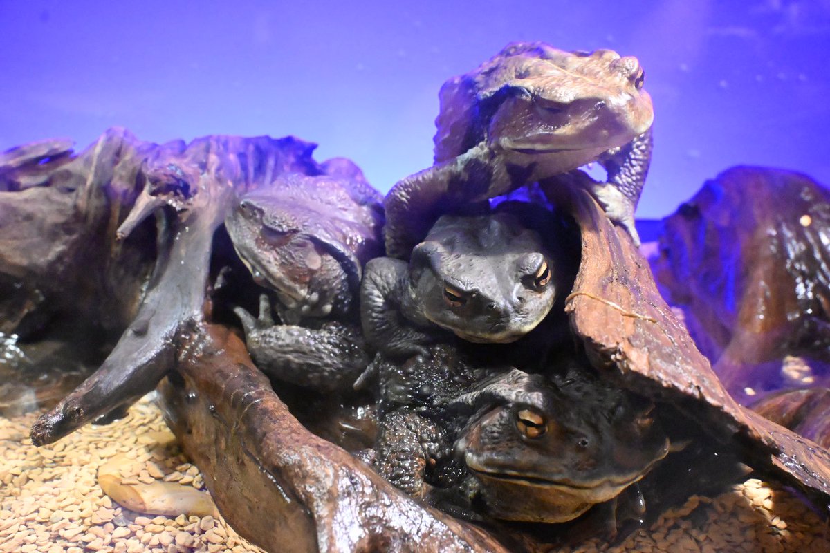 ゆーえぬ tweet media