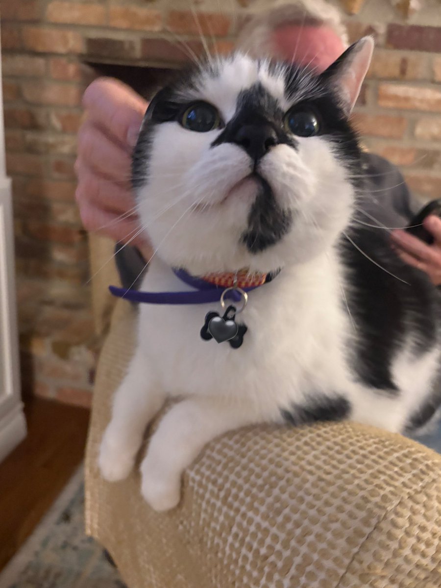 emily bengaltiger 🐈‍⬛ ⚾️ tweet media