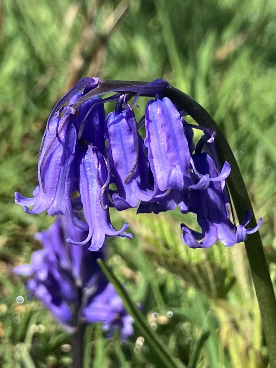 Friends of Richmond Park tweet media