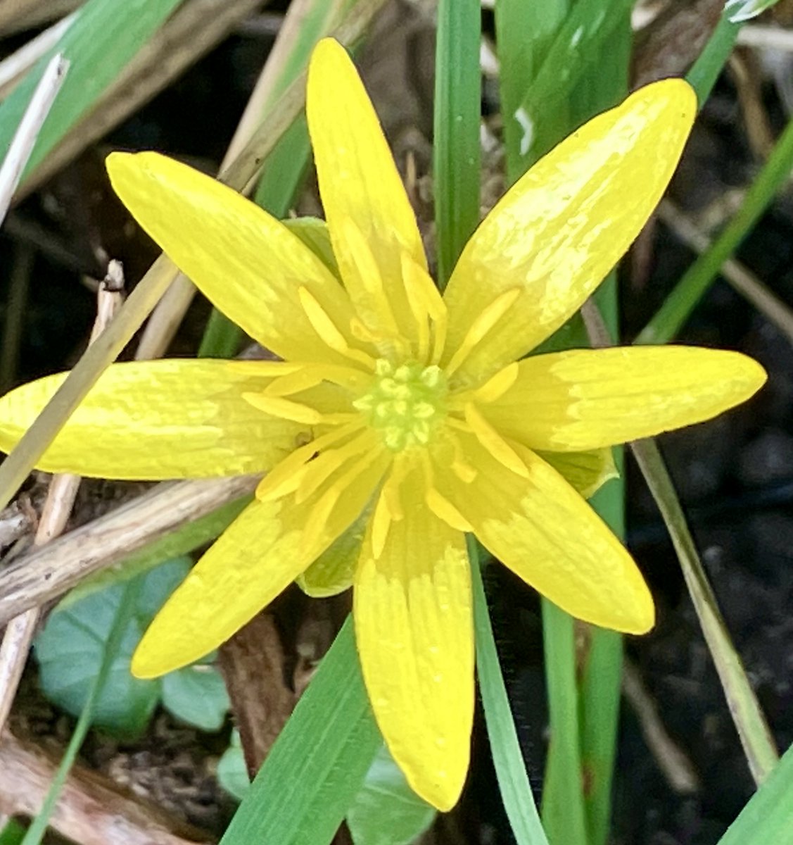 Friends of Richmond Park tweet media