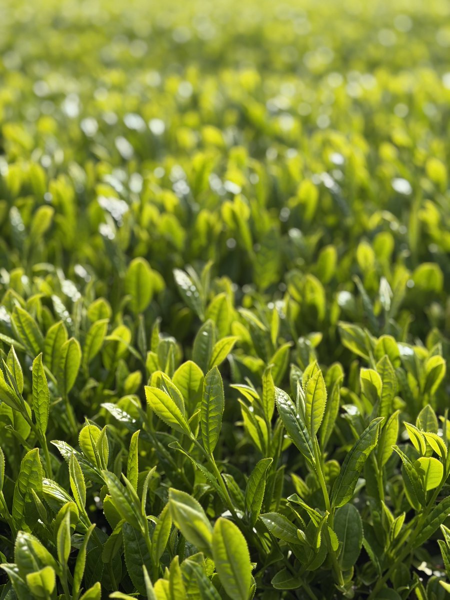 黒木榮一@農作業安全🌕 tweet media