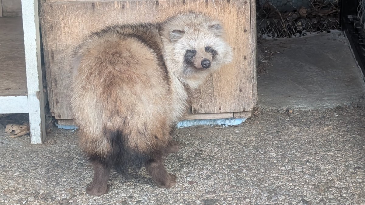 北きつね牧場【公式】 tweet media