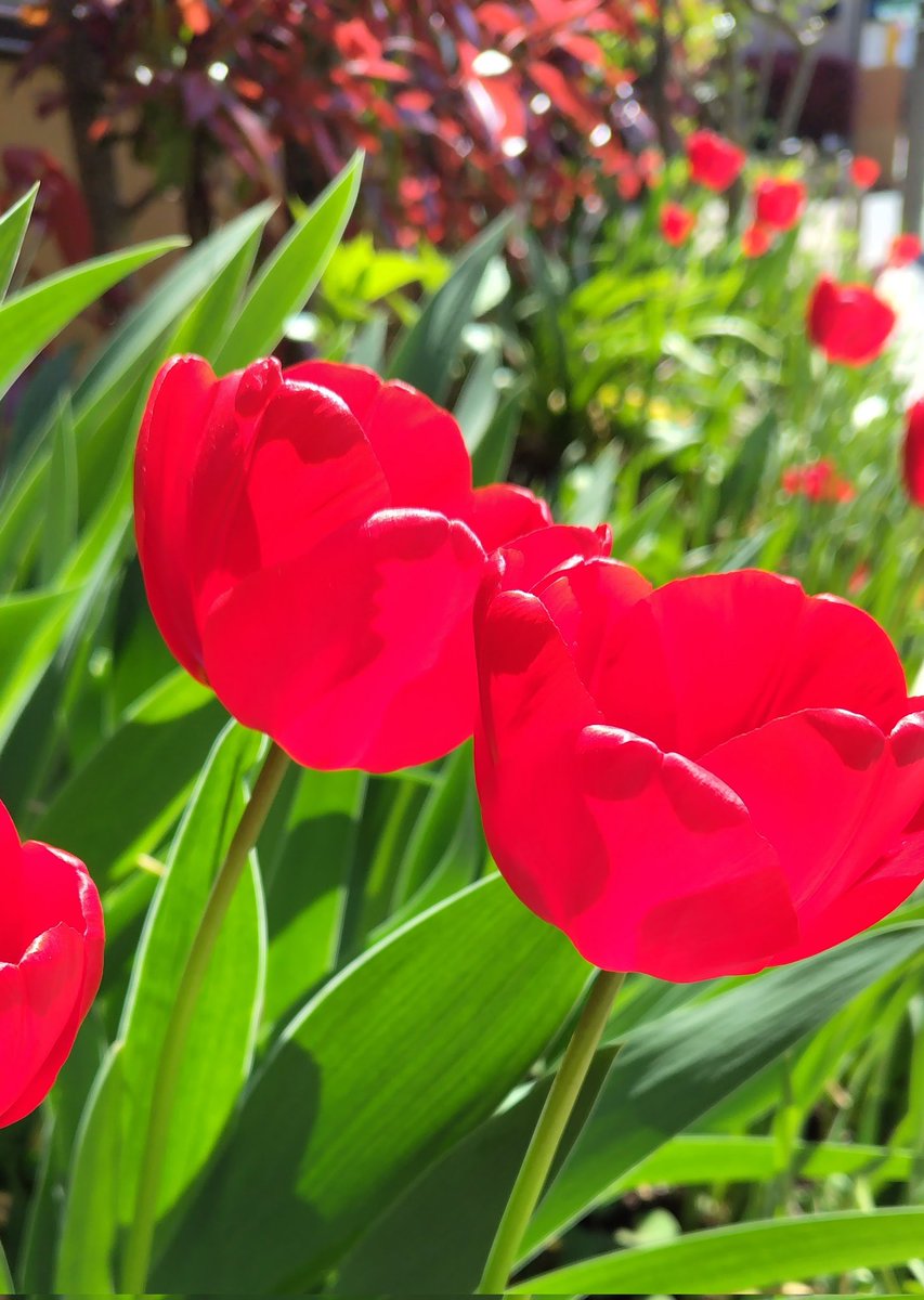 入学式シーズンです。
多くの方にとって、門出となるこの時期ですが、特別な日がお天気の良い日となりますように。