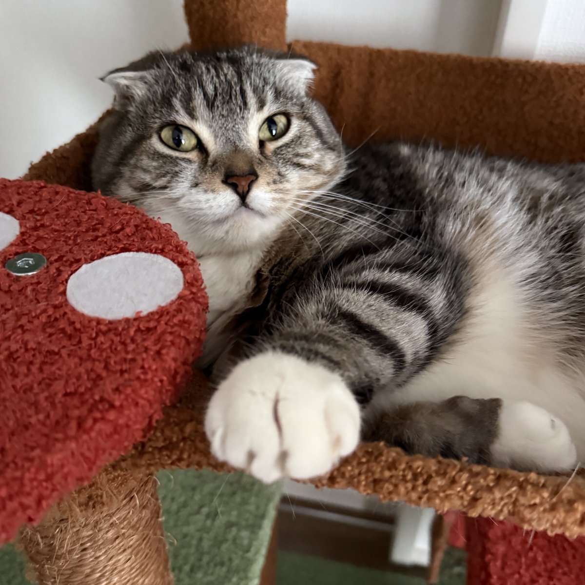 ねこぞー tweet media