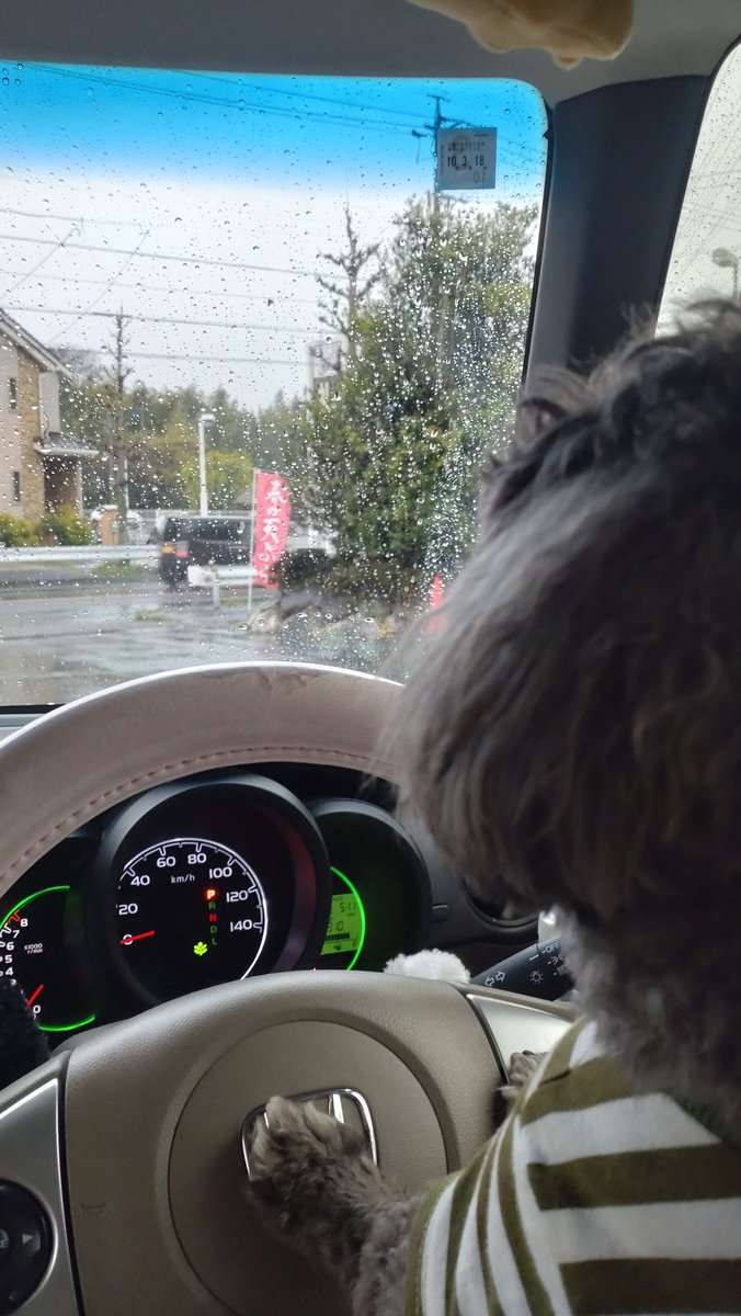 Butimaru02's tweet photo. 運転は僕がする𐔌՞･·･՞𐦯

 #シープー
#保護犬 https://t.co/fPplOBpbA3