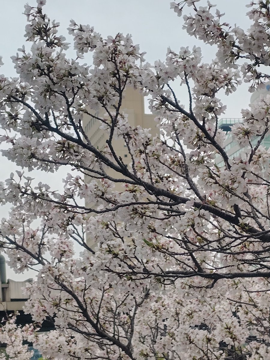 🦛kaba−hippo🦛 tweet media