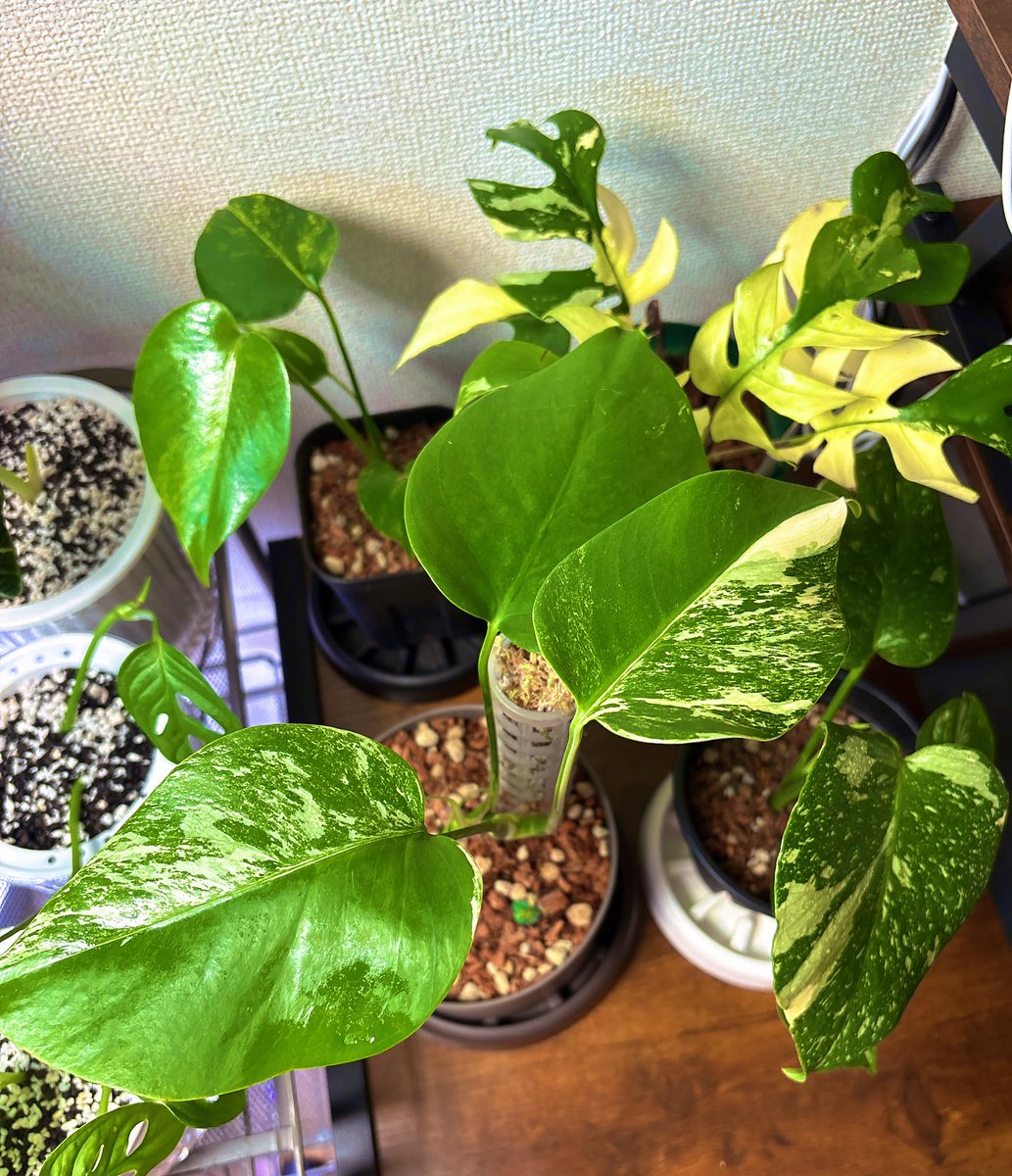 𝐊𝐨𝐦𝐮𝐫𝐚𝐬𝐚𝐤𝐢 𝐨𝐫 𝐒𝐡𝐚𝐦𝐮𝐍𝐞𝐤𝐨 tweet media