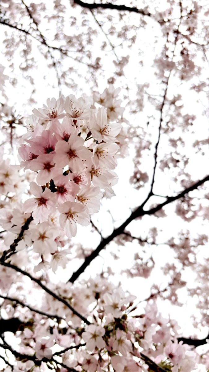 ちいちゃん🌷 tweet media