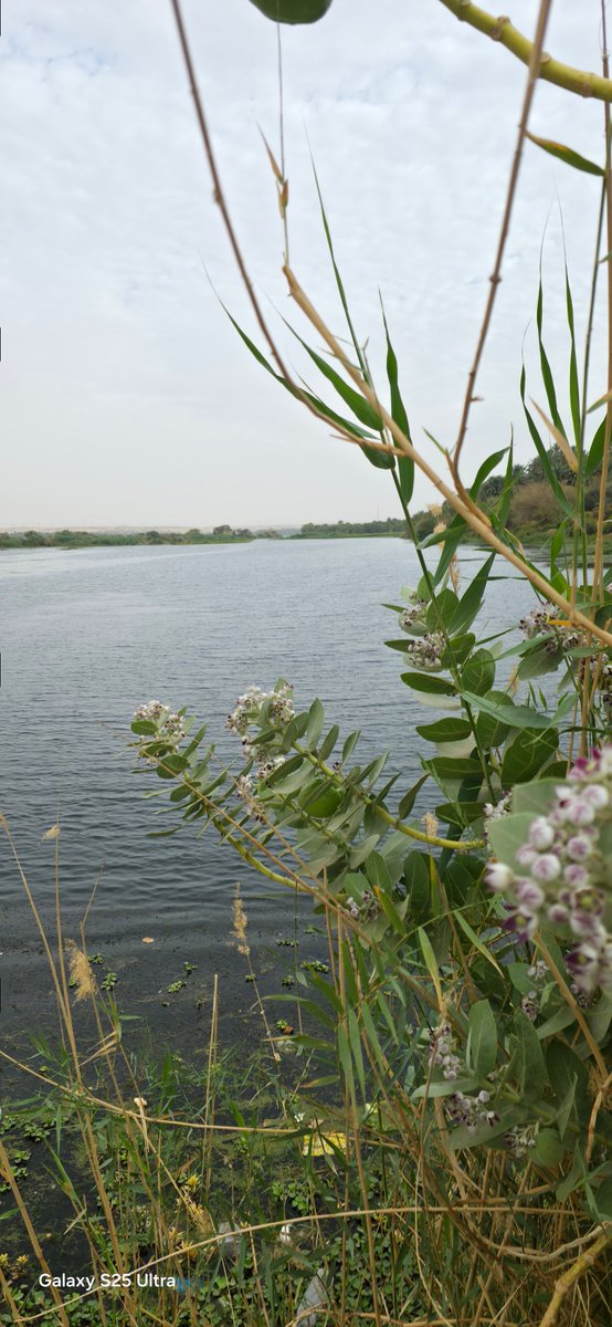 M.Farouk tweet media