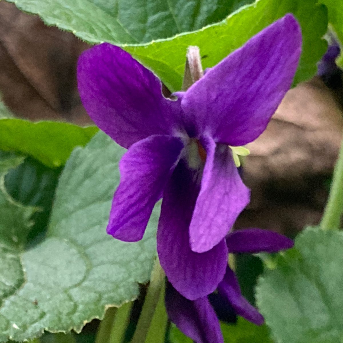 Friends of Richmond Park tweet media