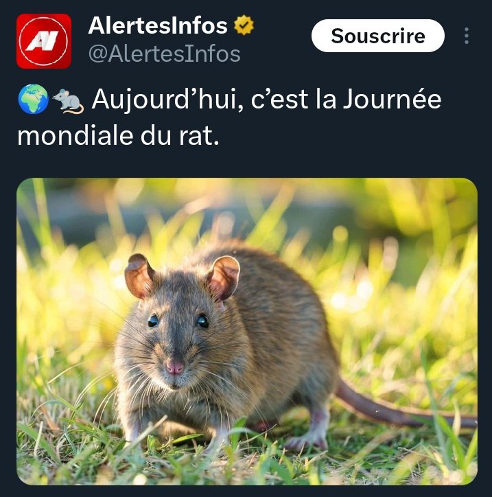 Golems Klub 🇧🇪🍟🇲🇫⚜️ tweet media